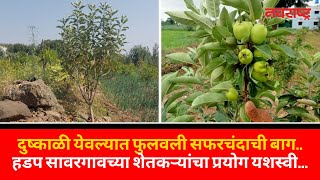 दुष्काळी येवल्यात फुलवली सफरचंदाची बाग | Nashik | Farmers | Drought | Mixed Farming