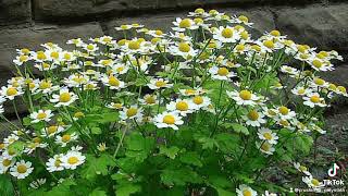 Feverfew Is a great medicinal herb