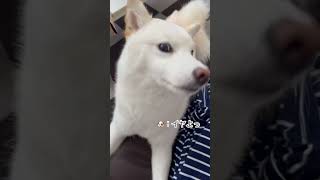 耳なくなるまで撫でたら注意された #柴犬