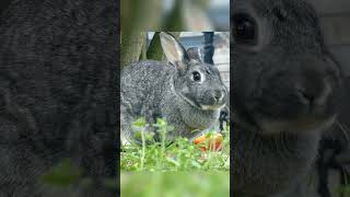 うさぎはにんじんをとてもおいしそうに食べる #animals #ウサギ#森の動物 #野生動物