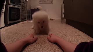 Samoyed Puppy Meeka - hand games