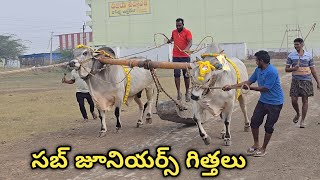 శ్రీ చంద్ర శేఖర కోల్డ్ స్టోరేజ్ తొండపు వెంకటేశ్వర్లు గారి సబ్ జూనియర్స్ గిత్తలు ||లింగాయపాలెం గ్రామం