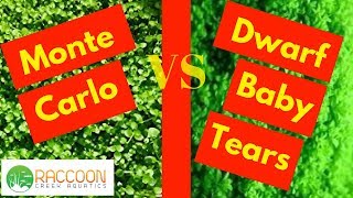 Comparison: Monte Carlo vs Dwarf Baby Tears