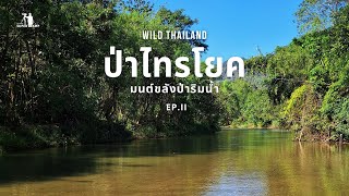 Wild Thailand | ป่าไทรโยค | มนต์ขลังป่าริมน้ำ  EP. II