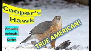 Cooper's Hawk facts 🦅 medium-sized hawk native to the North American continent