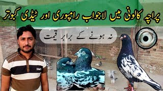 Rampuri Aur Teddy Kabootar || Out Class Breeder