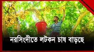 স্থানীয় চাহিদা মিটিয়ে লটকন যাচ্ছে বিদেশেও | News | Ekattor TV