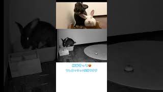 割り込み😡 #うさぎ #フレミッシュジャイアント #bunny #flemishgiant