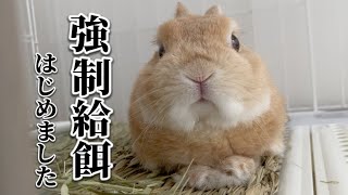 我が家のうさぎ 強制給餌始めました...