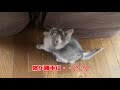 【噛み癖】遊んでほしいと見つめるかわいい子猫【ソマリ】