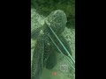 speared a massive pleco invasive removal