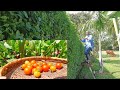 Life in the Homestead||harvesting||veterinary doc visit||living with animals||African Village Life