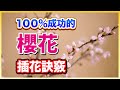 插花教學｜花藝課程｜櫻花插花很難？日本花道家教你百分百成功的櫻花插花訣竅！