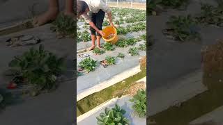 स्ट्राबेरी की हार्वेस्टिंग//strawberry ki kheti//Strawberry farming