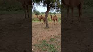 كلا الجملين مقيدان تحت شجرة