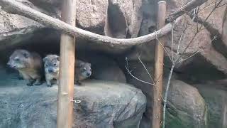 【天王寺動物園】本日のさくら情報ですよ～200404