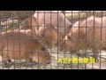 カピバラ （フェニックス自然動物園篇）家族全員成長中！