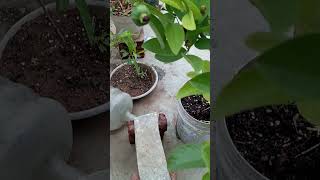 20-50  guca fruits for one plant #brinjal #harvest #food #apple #fruits #organically #harvestfruits