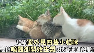 起床窗外見四隻小貓咪,輕拍拍喚醒卻開始生氣：我還沒睡飽耶！