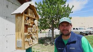 What are Mason Bees?