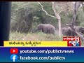 wild elephants shoo away a tiger which tried to attack them in bandipur public tv