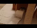 degu elisa stealing toilet paper