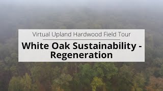White Oak Sustainability pt. 2 - Regeneration (Virtual Upland Hardwood Tour)