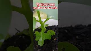 পুঁইশাকের ফলন বাড়াতে 2G 3G কাটিংগুলো কখন দিতে হবে#পুঁইশাক #শখেরবাগানইউকে #liquidcompost