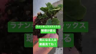 ラナンキュラスラックス球根が腐る⁉️【園芸】