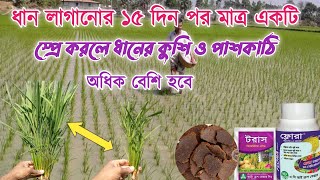 বোরো ধানের কুশি বৃদ্ধি করার উপায়। বোরো বা ইরি ধানের কুশি বা পাশকাঠি বৃদ্ধি করার উপায়।