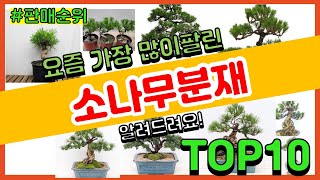 소나무분재 추천 판매순위 Top10 || 가격 평점 후기 비교0 소나무분재 동영상