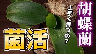 【知らなきゃ損！】胡蝶蘭が元気に育つ？噂の資材に植え替え♪【洋蘭の育て方】【ペレポスト】