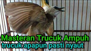 Masteran trucukan gacor ropel panjang cocok buat pancingan trucukan agar cepat bunyi dan ropel