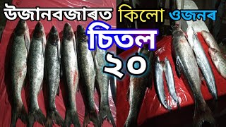 উৰুকাৰ বজাৰত ডাঙৰ মাছৰ চাহিদা || Assam : Biggest Fish in the Bhogali Bihu Market  @Ainulvlogs