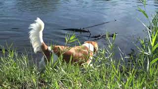 kooikerhondje Chaplin belgium