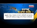 some facts about dengue