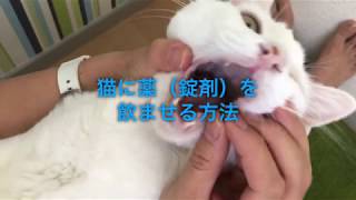 【投薬シリーズ2/３】猫に薬（錠剤）を飲ませる方法