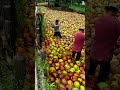 wow panen buah kelapa dengan hasil yang sangat memuaskan shorts