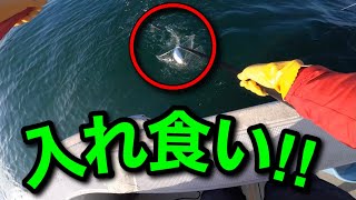 【2章-5】アジの泳がせ釣り【淡路島 釣り船 三幸丸】