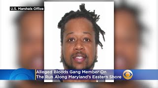 Alleged Bloods Gang Member On The Run Along Maryland's Eastern Shore