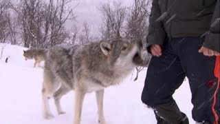 Wolf Bites Steve Backshall | Deadly 60 | Series 2 | BBC