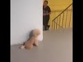 The dog surprises his owner