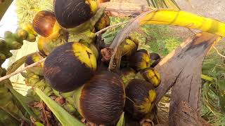 งานเสี่ยงตาย กับงานปีนเก็บลูกตาลอ่อนToddy Palmyra Fruit Harvesting