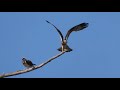 osprey flight 2 fiskeørn in action 4k wildlife 2025