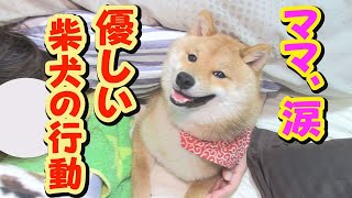 【豆柴】寝込んだママを心配し、癒しを与える柴犬【子犬】【多頭飼い】