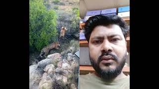 Two huge tigers hunting together | দুইটা বিশাল বাঘ একসাথে শিকার করছে | Animals