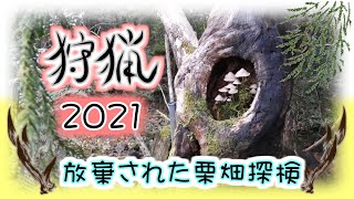 狩猟準備 2021年度 放棄された栗畑