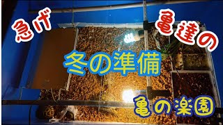 急げ亀達の冬の準備 亀の楽園 岡山