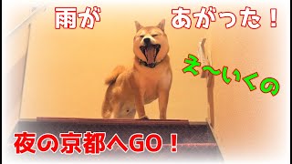 【京柴てん/4K】雷雨でやる気を全く失った柴犬さんは復活できるのか⁉　太郎の犬モノガタリ第318話