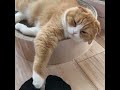 猫の毛がつきにくい靴下 黒